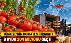 Türkiye'nin Domates İhracatı 304 Milyon Doları Aştı! En Çok Satış O Ülkeye Yapıldı