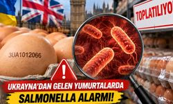 Ukrayna'dan İthal Edilen Yumurtalarda Salmonella Alarmı! Acil Toplatma Kararı