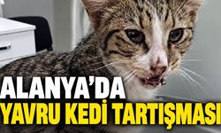 Alanya’da tekmelenen yavru kedinin uyutulması tepki çekti