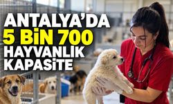 Antalya’da hayvan bakımevinin kapasitesi 5 bin 700’e ulaştı