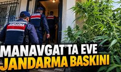Manavgat'ta evinde kenevir yetiştiren şüpheli gözaltına alındı