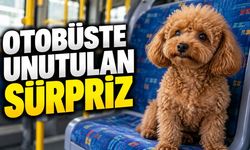 Antalya'da otobüste oyuncak sandığı köpeği sahiplendi