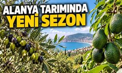Alanya'da zeytin ve avokado sezonunda üretim beklentisi yükseldi