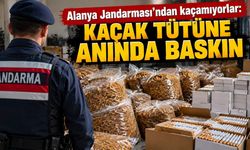 Alanya Jandarması'ndan kaçamıyorlar: Kaçak tütüne anında baskın
