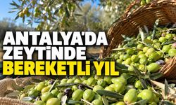 Antalya'da zeytin hasadı başladı: Üretimde yüzde 40 artış beklentisi