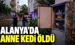 Alanya'da kovalandığı öne sürülen anne kedi elektrik akımına kapıldı