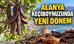 Alanya keçiboynuzu sanayiye açılıyor: 600 üreticiyi ilgilendiriyor
