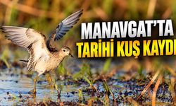 Manavgat'ta Türkiye için ilk kez çayırkoşarı görüntülendi