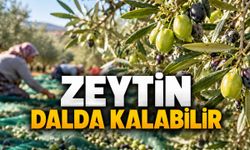 Alanya ve Gazipaşa'da zeytin hasadı tehlikede: Maliyetler fiyatları aştı