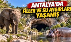 Antalya'da filler ve su aygırları yaşamış: Karain Mağarası'nda 350 bin yıllık kanıtlar