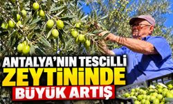 Antalya'nın tescilli zeytininde 10 bin ton hedefi: İşte fiyatı
