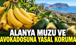 Alanya muzuna ve avokadosuna yeni Hal Yasası ile koruma hazırlığı