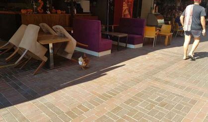 Alanya'da ilginç olay: Bu tavuğu gören gözlerine inanamıyor