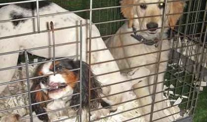 Petshop’lar kasaplar odasına bağlandı