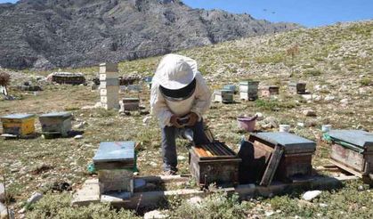 Antalya’da balda son 23 yılın en yüksek rekolte beklentisi