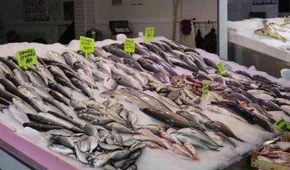 Alanya'da av sezonun açılmasıyla balıklar tezgahlardaki yerini aldı