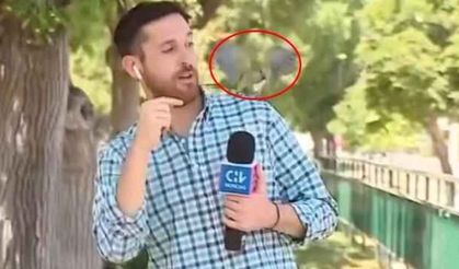Canlı yayında papağının hırsızlığına maruz kaldı! Görenler inanamadı