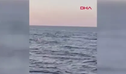 Antalya'da amatör balıkçılar balinayla karşılaştı