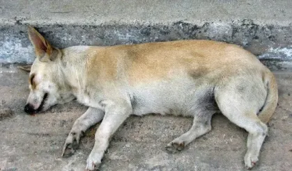 Manavgat'ta iğrenç iddia: Köpeği istismar ettiği iddia edilen yaşlı adam tutuklandı