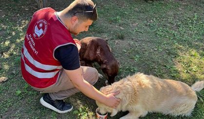 Alanya Kent Konseyi’nden 4 Ekim’de anlamlı farkındalık etkinliği