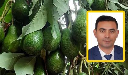 Alanya'da avokado kiloyla satılacak! Net tarih verildi...