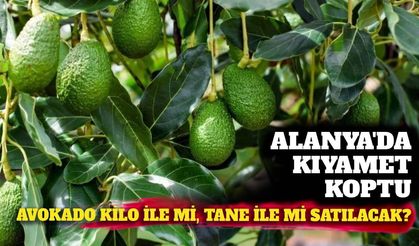 Alanya'da kıyamet koptu: Avokado kilo ile mi tane ile mi satılacak?