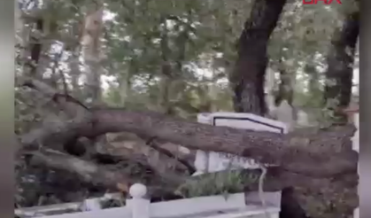 Antalya'da şiddetli rüzgar: Mezarlıktaki ağaçlar devrildi