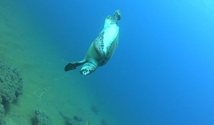 Denizin altında ihmal var!" Milli Sporcu korkunç manzarayı görüntüledi