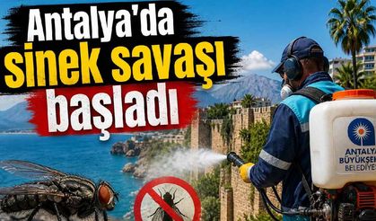 Antalya'da sinek savaşı başladı