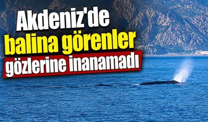 Akdeniz'de balina görenler gözlerine inanamadı