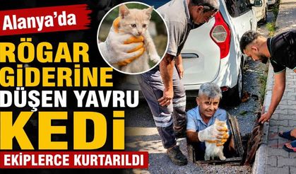 Alanya’da rögar giderine düşen yavru kedi ekiplerce kurtarıldı