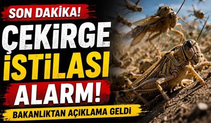 Son Dakika! Çekirge istilası alarmı: Bakanlıktan açıklama geldi