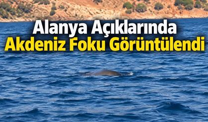 Alanya Açıklarında Akdeniz Foku Görüntülendi