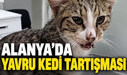 Alanya’da tekmelenen yavru kedinin uyutulması tepki çekti