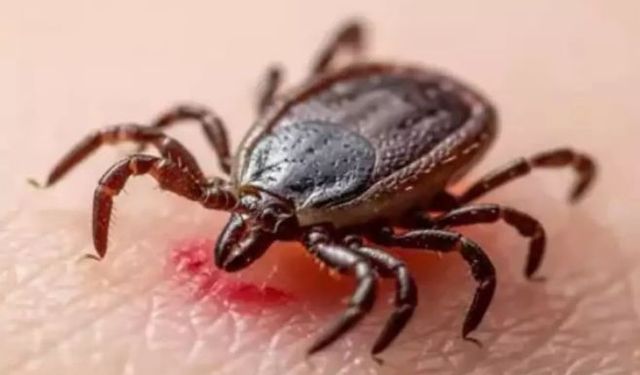 Ülke genelinde kene alarmı: "O bölgelerde bulaşma ihtimali yüzde yüz"