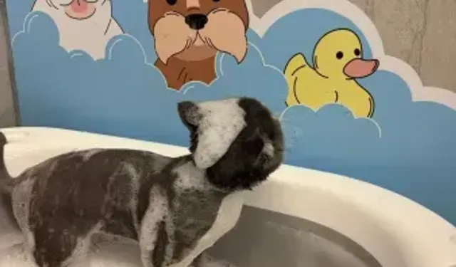 Alanya'da patili dostlarınıza Cleopatra Grooming dokunuşu