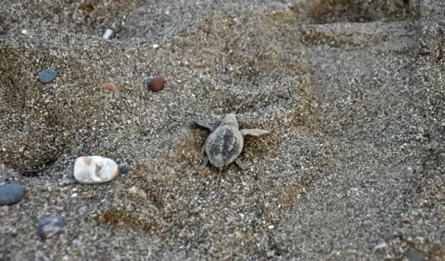 Gazipaşa'da yavru carettaların yaşam yolculuğu başladı