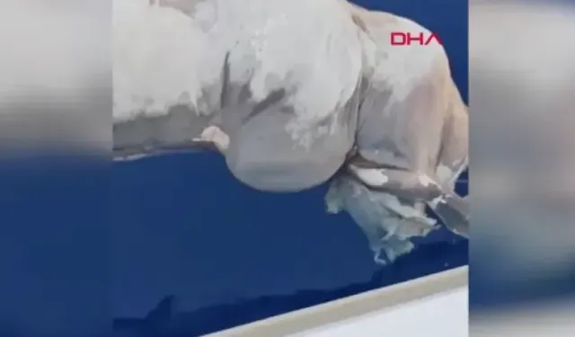 Gazipaşa'da teknesiyle gezintiyle çıktı; gördüğü karşısında şok oldu