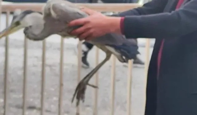 Bitkin bulunan gri balıkçıl bakıma alındı