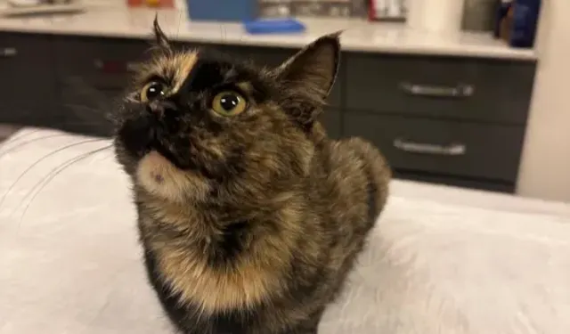 Okul bahçesinde bulunan kalçası kırık kedi tedavi edildi