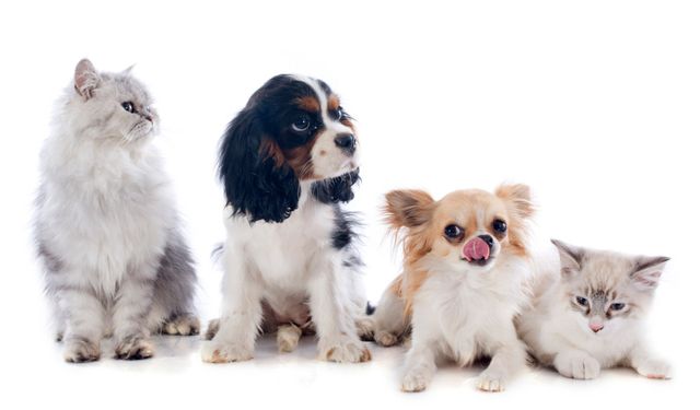 Alanya’da evcil hayvan sahipleri İçin son çağrı: 31 Aralık son gün