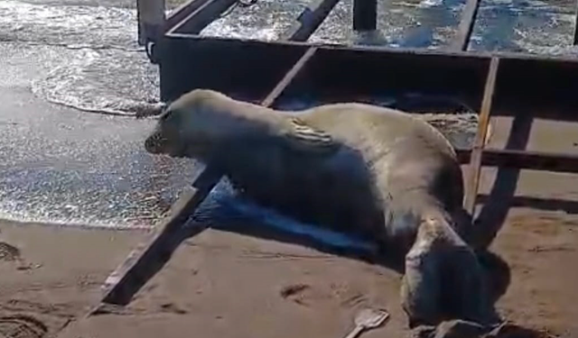 Sahilde, nesli tükenmekte olan Akdeniz foku görüldü