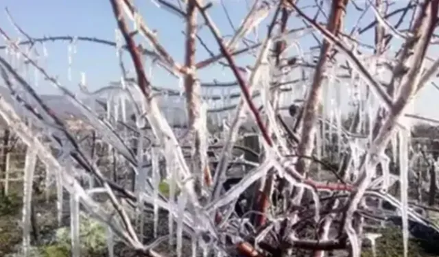 Alanya’da don alarmı: Üreticilere gece için kritik uyarı