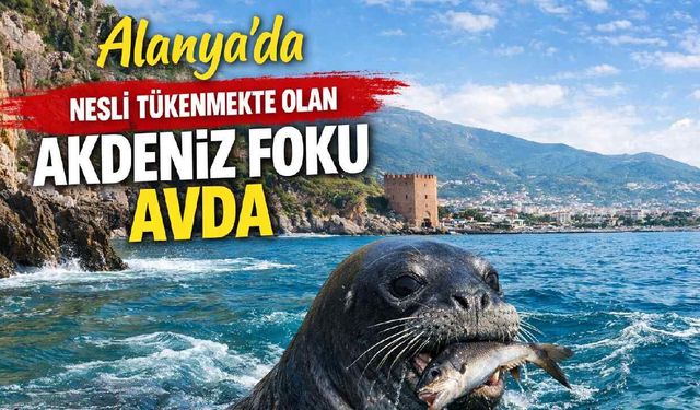 Alanya'da nesli tükenmekte olan Akdeniz Foku avda