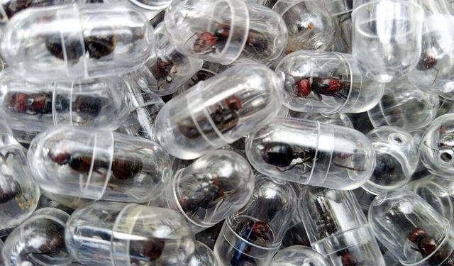 Tanesi 220 dolar: Mini kaçakçılık ordusu dünyayı sarıyor