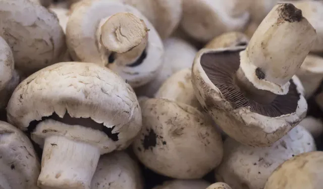 Uzmanlar uyardı: Her mantar masum değil