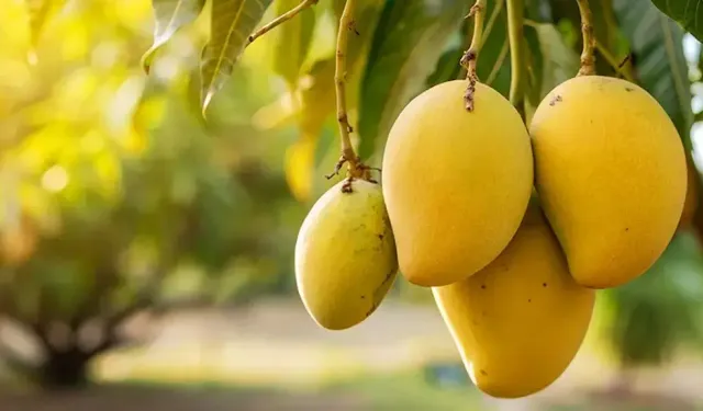 Alanya'da tropikal kumar: İki yıl içinde çöküş kapıda