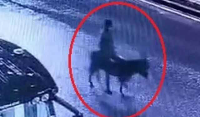 Eşekle kaçtığı kuyumcu soygununda düğüm çözüldü