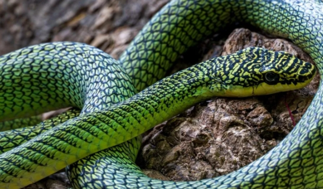 Kamboçya’da keşfedilen uçan yılan, evrimin sırlarını ortaya koyuyor