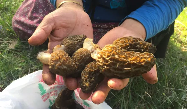 Toroslar’da “göbek” bereketi: Kilosu 1500 liradan satılıyor